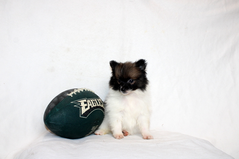 puppy, for, sale, Pomeranian, Matthew B. Stoltzfus, dog, breeder, Gap, PA, dog-breeder, puppy-for-sale, forsale, nearby, find, puppyfind, locator, puppylocator, aca